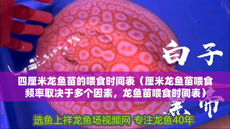 四厘米龍魚苗的喂食時間表（厘米龍魚苗喂食頻率取決于多個因素，龍魚苗喂食時間表）