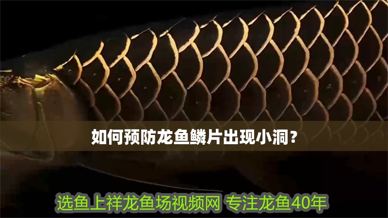 如何預防龍魚鱗片出現小洞？
