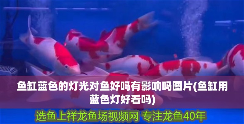 魚缸藍(lán)色的燈光對(duì)魚好嗎有影響嗎圖片(魚缸用藍(lán)色燈好看嗎)