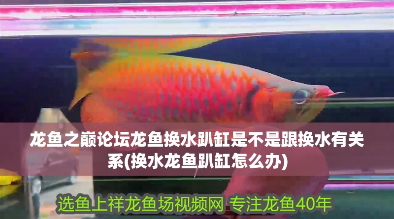 龍魚之巔論壇龍魚換水趴缸是不是跟換水有關系(換水龍魚趴缸怎么辦)