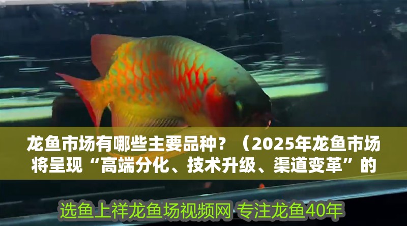 龍魚市場有哪些主要品種？（2025年龍魚市場將呈現(xiàn)“高端分化、技術(shù)升級、渠道變革”的特點）