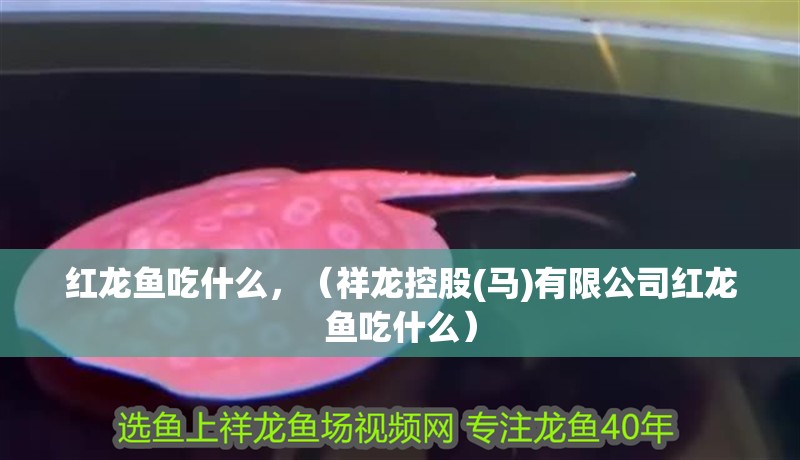 紅龍魚吃什么，（祥龍控股(馬)有限公司紅龍魚吃什么）