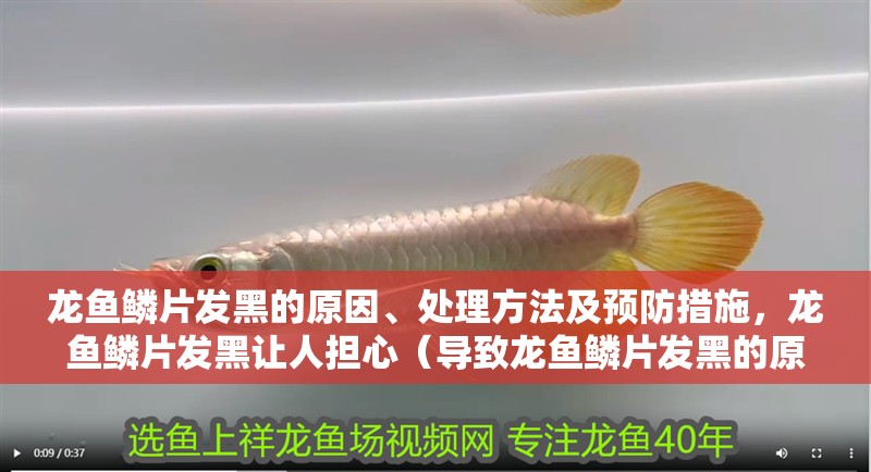 龍魚(yú)鱗片發(fā)黑的原因、處理方法及預(yù)防措施，龍魚(yú)鱗片發(fā)黑讓人擔(dān)心（導(dǎo)致龍魚(yú)鱗片發(fā)黑的原因及預(yù)防措施）