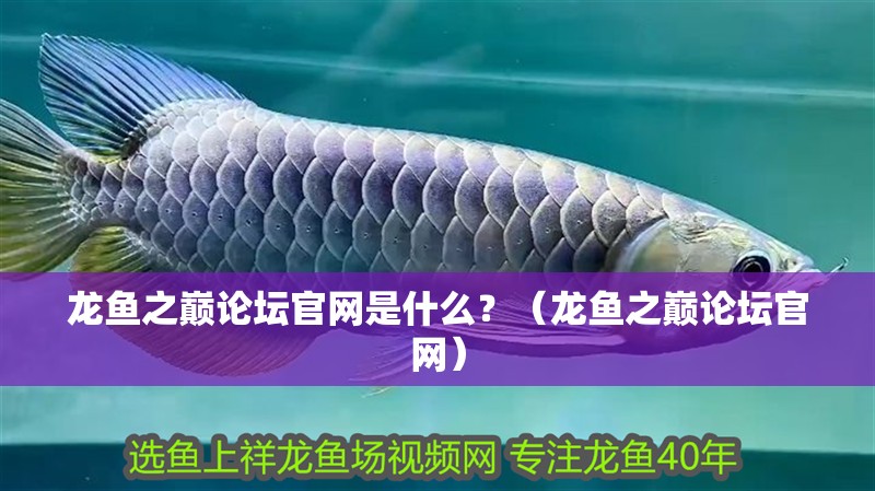 龍魚之巔論壇官網是什么？（龍魚之巔論壇官網）