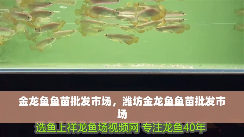 金龍魚魚苗批發(fā)市場，濰坊金龍魚魚苗批發(fā)市場
