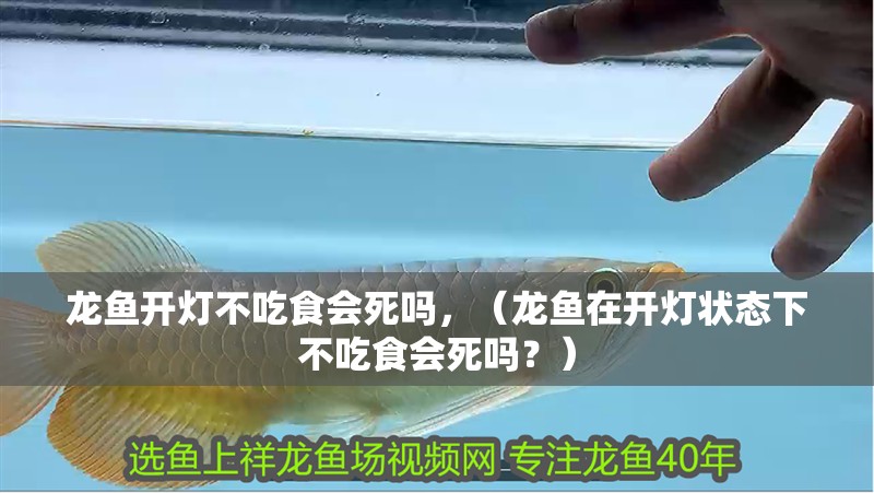 龍魚開燈不吃食會死嗎，（龍魚在開燈狀態下不吃食會死嗎？）