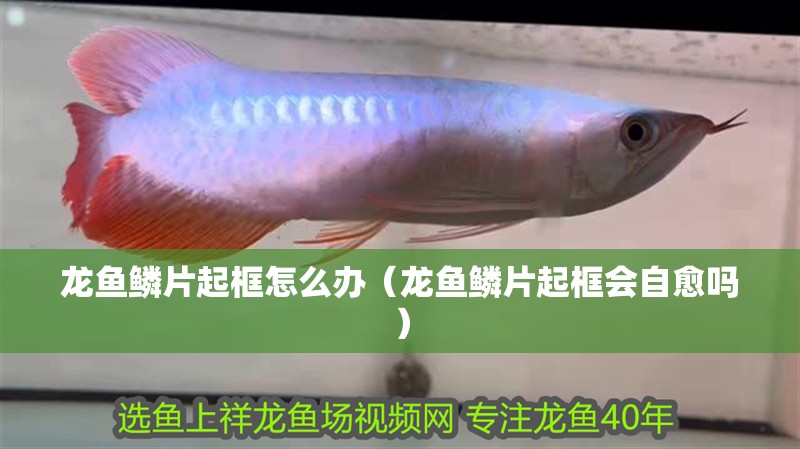 龍魚干蝦有營養嗎 龍魚鱗片起框怎么辦(龍魚鱗片起框會自愈嗎) 龍魚百科 龍魚鱗片起框怎么辦(龍魚鱗片起框會自愈嗎) 龍魚鱗片起框怎么辦(龍魚鱗片起框會自愈嗎) 龍魚百科