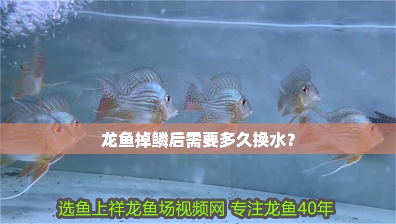 龍魚掉鱗后需要多久換水？