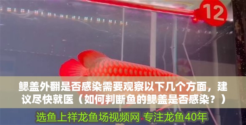 鰓蓋外翻是否感染需要觀察以下幾個方面，建議盡快就醫(yī)（如何判斷魚的鰓蓋是否感染？）