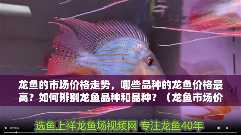 龍魚的市場(chǎng)價(jià)格走勢(shì)，哪些品種的龍魚價(jià)格最高？如何辨別龍魚品種和品種？（龍魚市場(chǎng)價(jià)格走勢(shì)，哪些品種的龍魚價(jià)格最高）