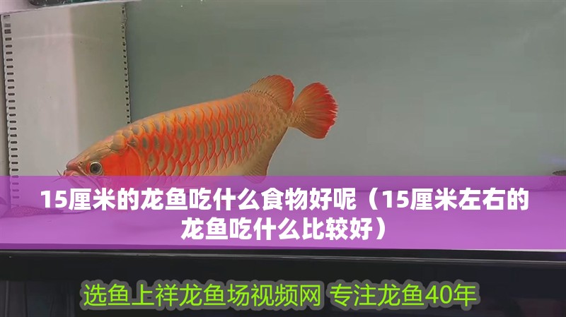 15厘米的龍魚(yú)吃什么食物好呢（15厘米左右的龍魚(yú)吃什么比較好）