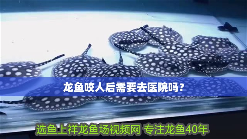 龍魚咬人后需要去醫院嗎？