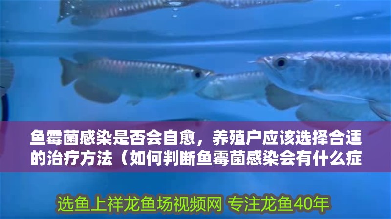 魚霉菌感染是否會自愈，養殖戶應該選擇合適的治療方法（如何判斷魚霉菌感染會有什么癥狀？如何判斷魚是否感染霉菌？）