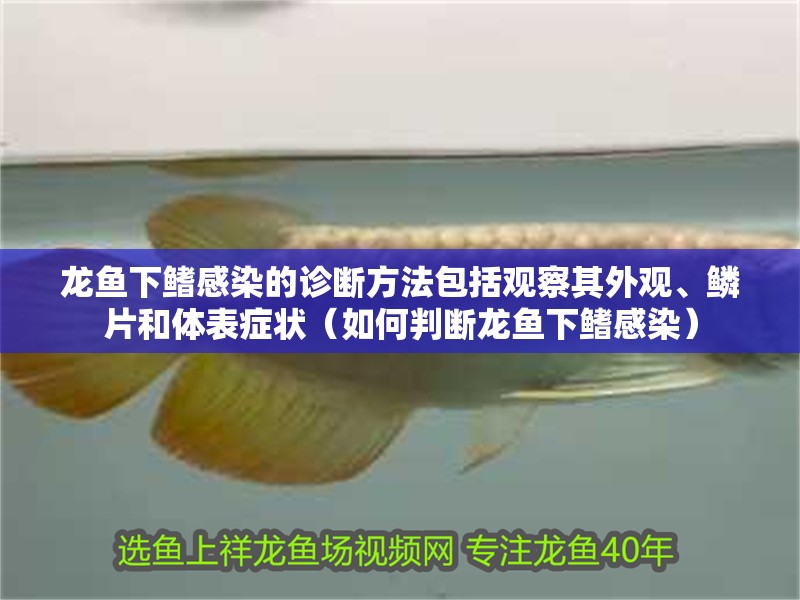 龍魚下鰭感染的診斷方法包括觀察其外觀、鱗片和體表癥狀（如何判斷龍魚下鰭感染）