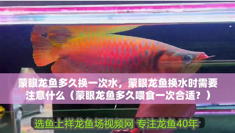 蒙眼龍魚多久換一次水，蒙眼龍魚換水時需要注意什么（蒙眼龍魚多久喂食一次合適？）