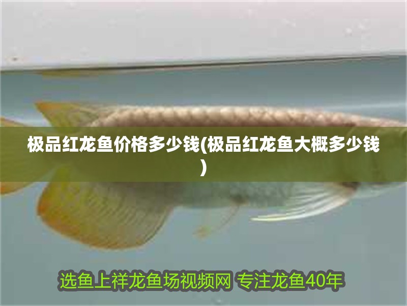 極品紅龍魚價(jià)格多少錢(極品紅龍魚大概多少錢)