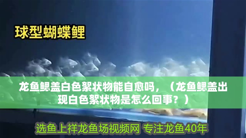龍魚鰓蓋白色絮狀物能自愈嗎，（龍魚鰓蓋出現白色絮狀物是怎么回事？）