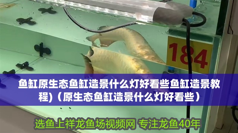 魚缸原生態魚缸造景什么燈好看些魚缸造景教程)（原生態魚缸造景什么燈好看些） 魚缸原生態魚缸造景什么燈好看些魚缸造景教程)（原生態魚缸造景什么燈好看些） 觀賞魚百科