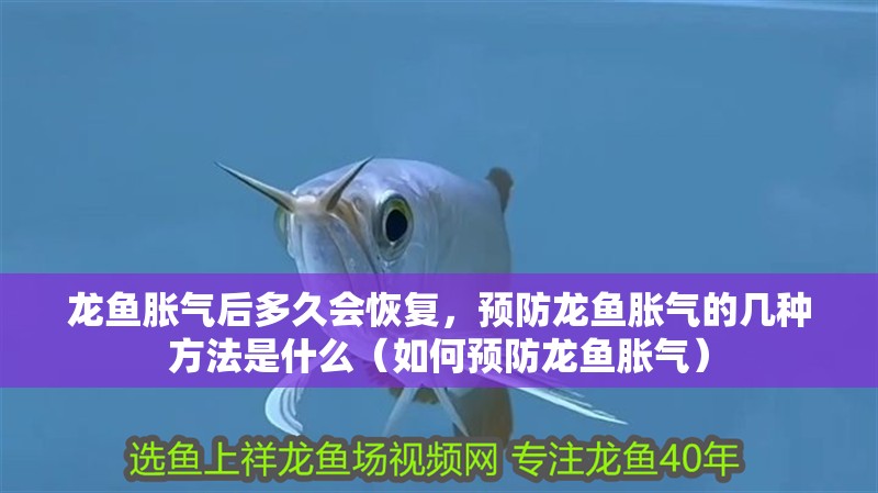 龍魚脹氣后多久會恢復，預防龍魚脹氣的幾種方法是什么（如何預防龍魚脹氣）