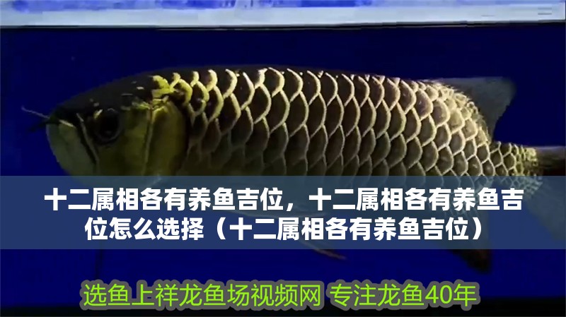 十二屬相各有養(yǎng)魚吉位，十二屬相各有養(yǎng)魚吉位怎么選擇（十二屬相各有養(yǎng)魚吉位）