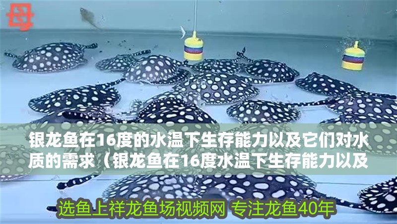 銀龍魚在16度的水溫下生存能力以及它們對(duì)水質(zhì)的需求（銀龍魚在16度水溫下生存能力以及它們對(duì)水質(zhì)的需求）