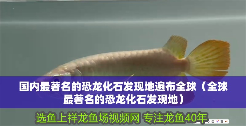 國內最著名的恐龍化石發現地遍布全球（全球最著名的恐龍化石發現地） 國內最著名的恐龍化石發現地遍布全球（全球最著名的恐龍化石發現地） 龍魚百科