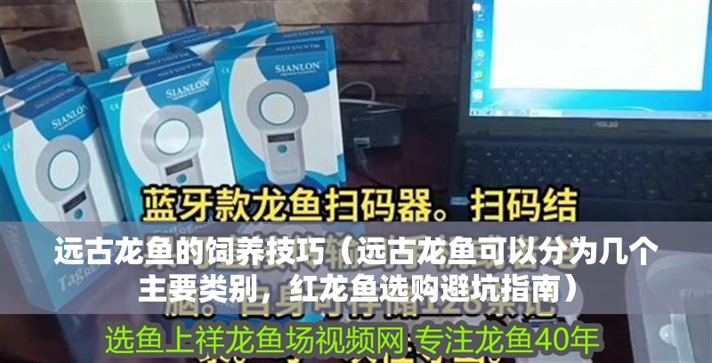 遠古龍魚的飼養技巧（遠古龍魚可以分為幾個主要類別，紅龍魚選購避坑指南）
