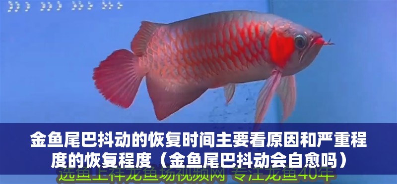金魚尾巴抖動的恢復時間主要看原因和嚴重程度的恢復程度（金魚尾巴抖動會自愈嗎）