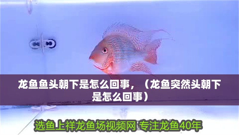 龍魚魚頭朝下是怎么回事，（龍魚突然頭朝下是怎么回事）