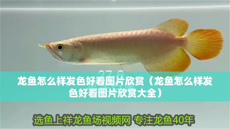 龍魚怎么樣發色好看圖片欣賞（龍魚怎么樣發色好看圖片欣賞大全）