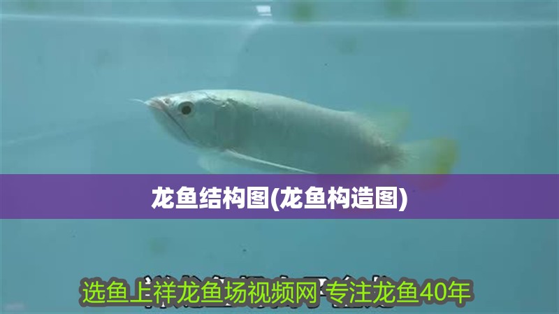 龍魚結構圖(龍魚構造圖)