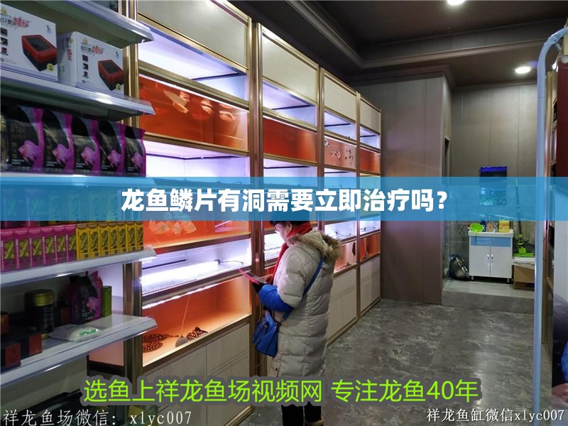龍魚鱗片有洞需要立即治療嗎？