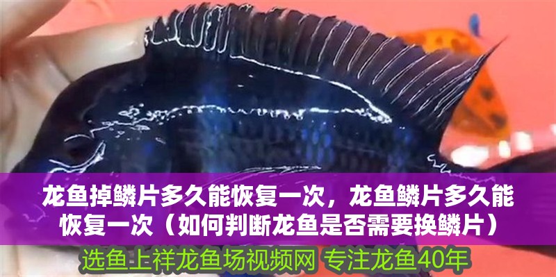 龍魚掉鱗片多久能恢復一次，龍魚鱗片多久能恢復一次（如何判斷龍魚是否需要換鱗片）