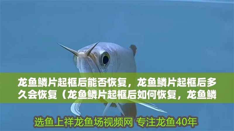 龍魚鱗片起框后能否恢復，龍魚鱗片起框后多久會恢復（龍魚鱗片起框后如何恢復，龍魚鱗片起框后多久會恢復）