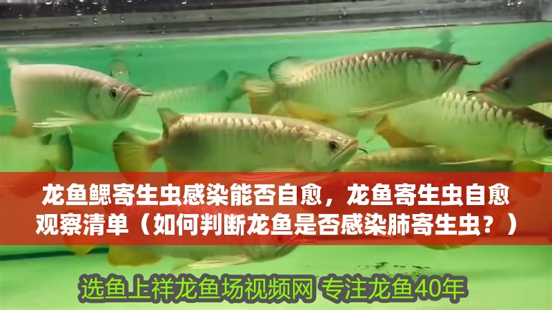 龍魚鰓寄生蟲感染能否自愈，龍魚寄生蟲自愈觀察清單（如何判斷龍魚是否感染肺寄生蟲？）