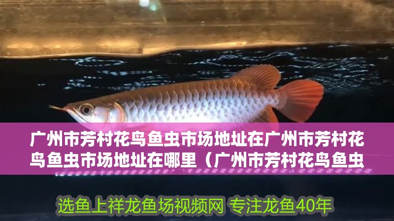 廣州市芳村花鳥魚蟲市場地址在廣州市芳村花鳥魚蟲市場地址在哪里（廣州市芳村花鳥魚蟲市場地址在哪里）