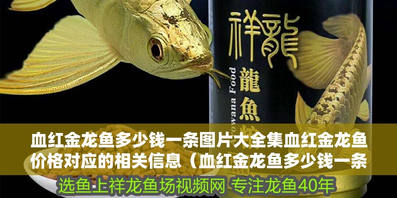 血紅金龍魚多少錢一條圖片大全集血紅金龍魚價(jià)格對(duì)應(yīng)的相關(guān)信息（血紅金龍魚多少錢一條圖片大全集）