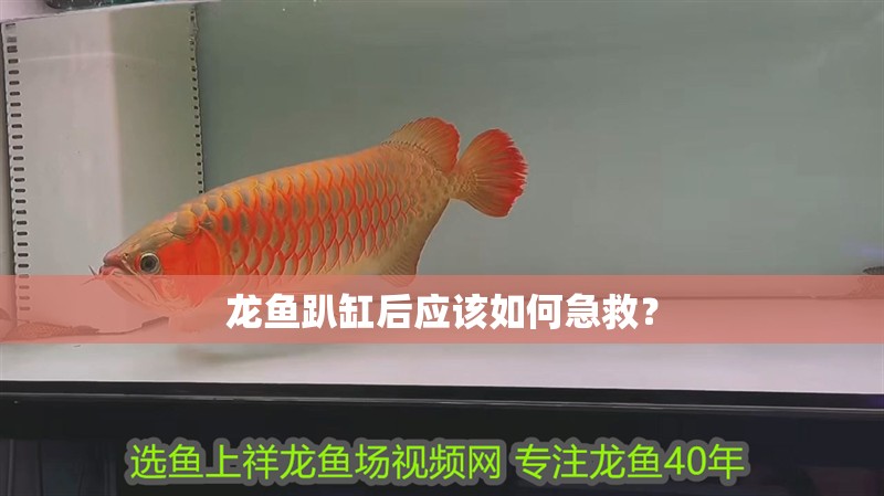 龍魚趴缸后應該如何急救？
