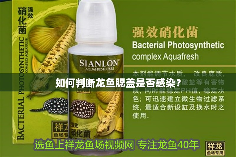 如何判斷龍魚腮蓋是否感染？ 如何判斷龍魚腮蓋是否感染？ 龍魚百科