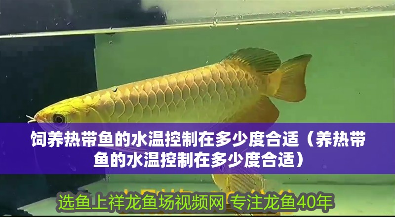 飼養熱帶魚的水溫控制在多少度合適（養熱帶魚的水溫控制在多少度合適） 飼養熱帶魚的水溫控制在多少度合適（養熱帶魚的水溫控制在多少度合適） 觀賞魚百科