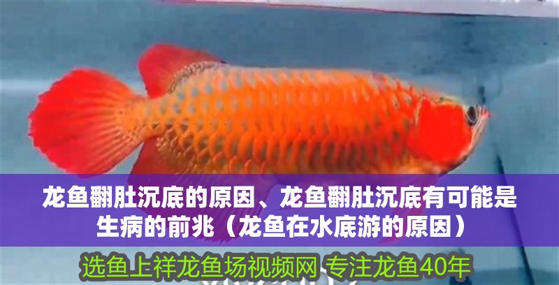 龍魚翻肚沉底的原因、龍魚翻肚沉底有可能是生病的前兆（龍魚在水底游的原因）