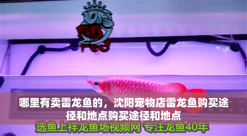 哪里有賣雷龍魚的，沈陽寵物店雷龍魚購買途徑和地點購買途徑和地點
