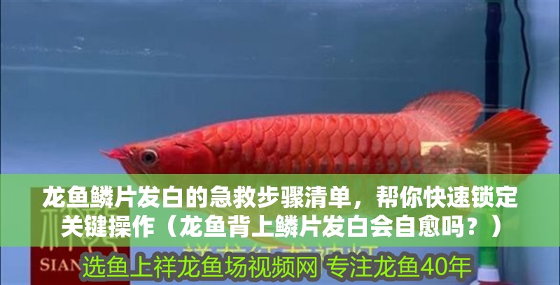 龍魚鱗片發白的急救步驟清單，幫你快速鎖定關鍵操作（龍魚背上鱗片發白會自愈嗎？） 龍魚鱗片發白的急救步驟清單，幫你快速鎖定關鍵操作（龍魚背上鱗片發白會自愈嗎？） 龍魚百科