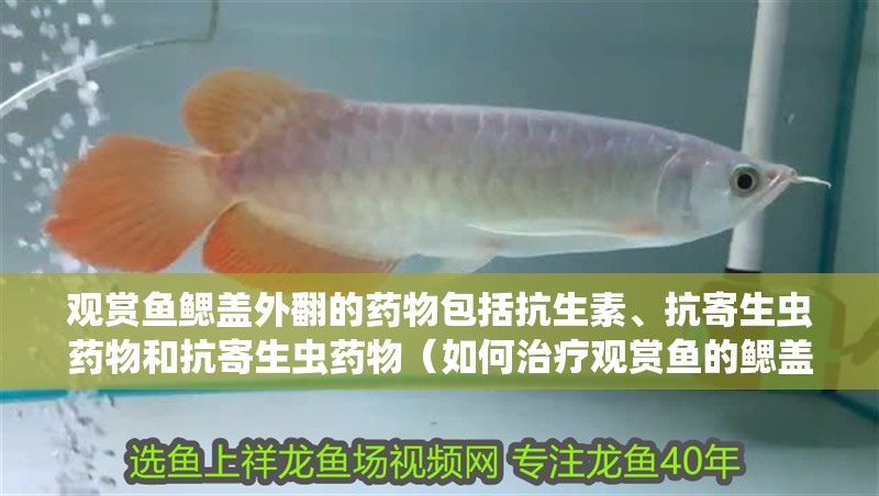 觀賞魚鰓蓋外翻的藥物包括抗生素、抗寄生蟲藥物和抗寄生蟲藥物（如何治療觀賞魚的鰓蓋外翻？）