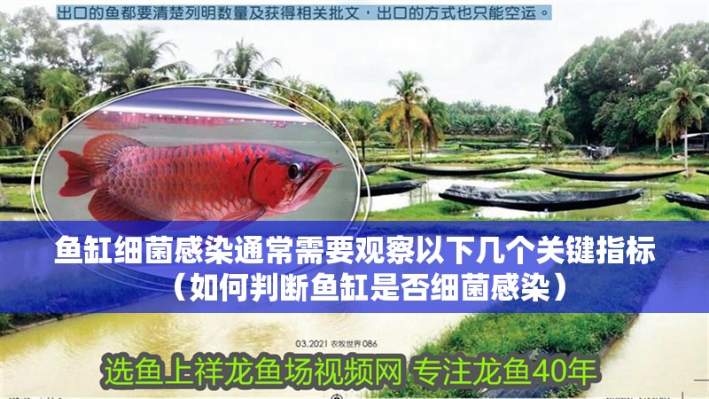 魚缸細菌感染通常需要觀察以下幾個關鍵指標（如何判斷魚缸是否細菌感染）