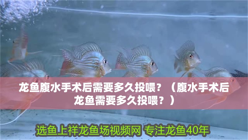 龍魚腹水手術后需要多久投喂？（腹水手術后龍魚需要多久投喂？）
