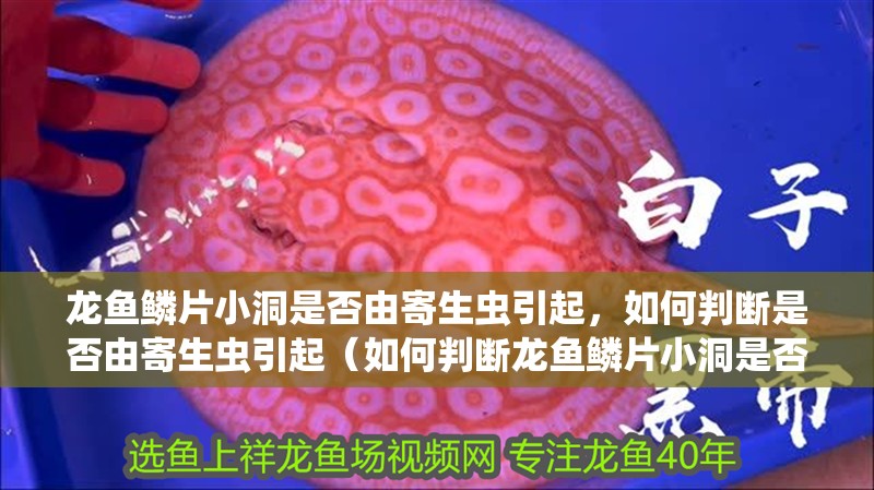 龍魚鱗片小洞是否由寄生蟲引起，如何判斷是否由寄生蟲引起（如何判斷龍魚鱗片小洞是否由寄生蟲引起）