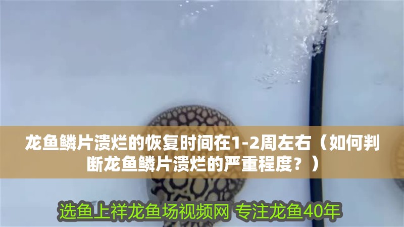 龍魚鱗片潰爛的恢復時間在1-2周左右（如何判斷龍魚鱗片潰爛的嚴重程度？）