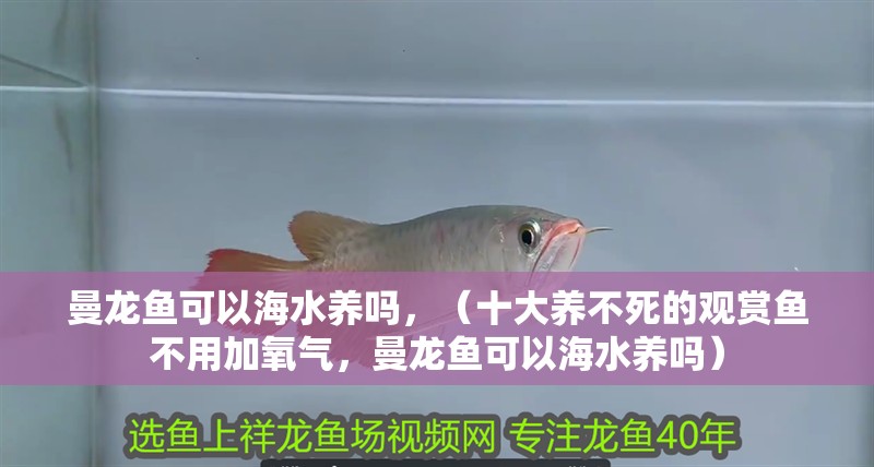 曼龍魚可以海水養嗎，（十大養不死的觀賞魚不用加氧氣，曼龍魚可以海水養嗎）