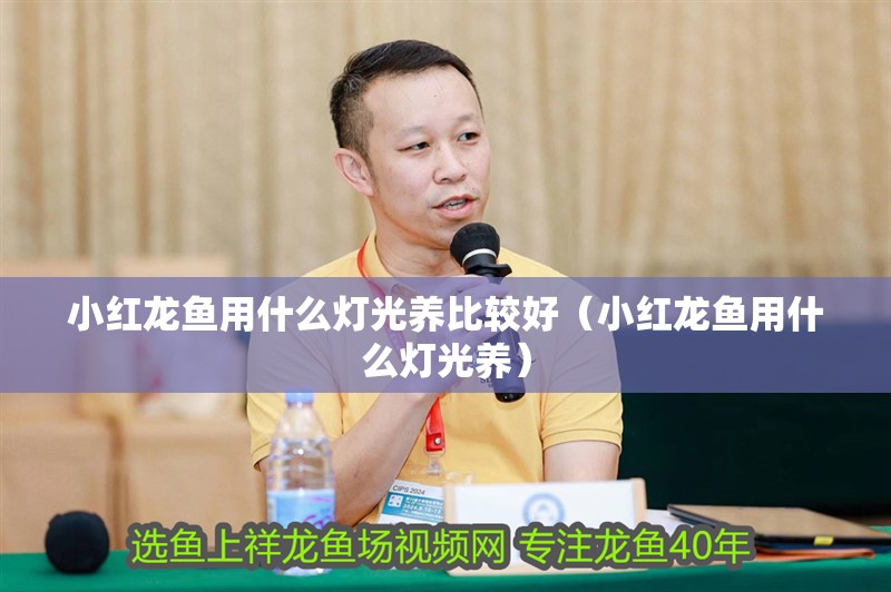 小紅龍魚用什么燈光養(yǎng)比較好（小紅龍魚用什么燈光養(yǎng)）